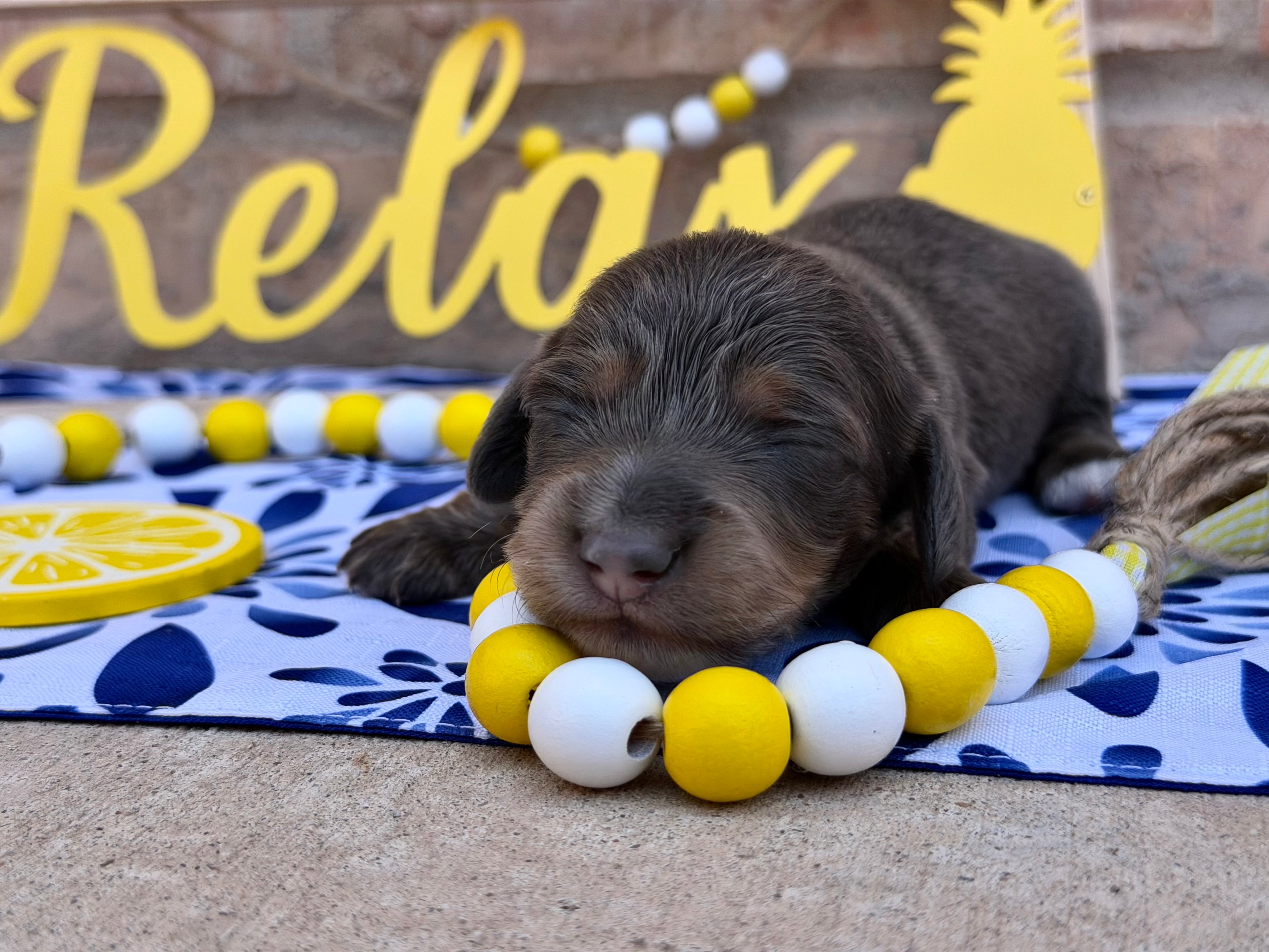 Blue & Tan Longhair Male