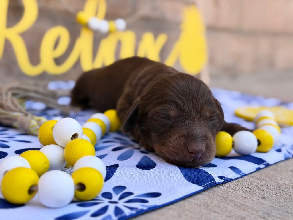 Chocolate & Tan Longhair Male
