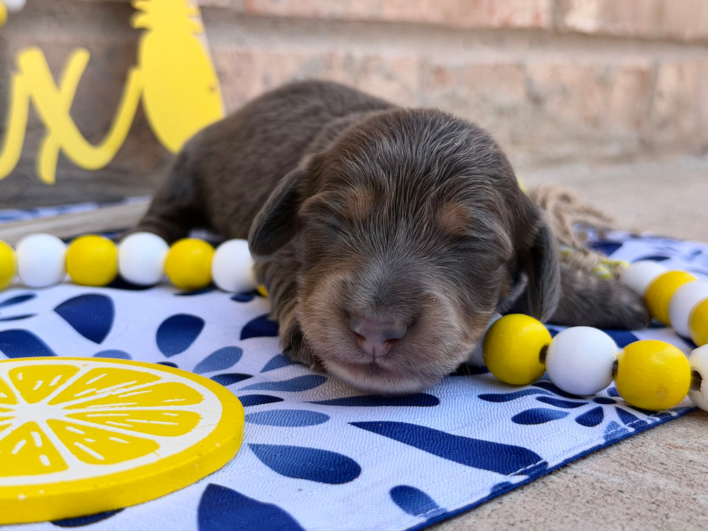 Blue & Tan Longhair Male
