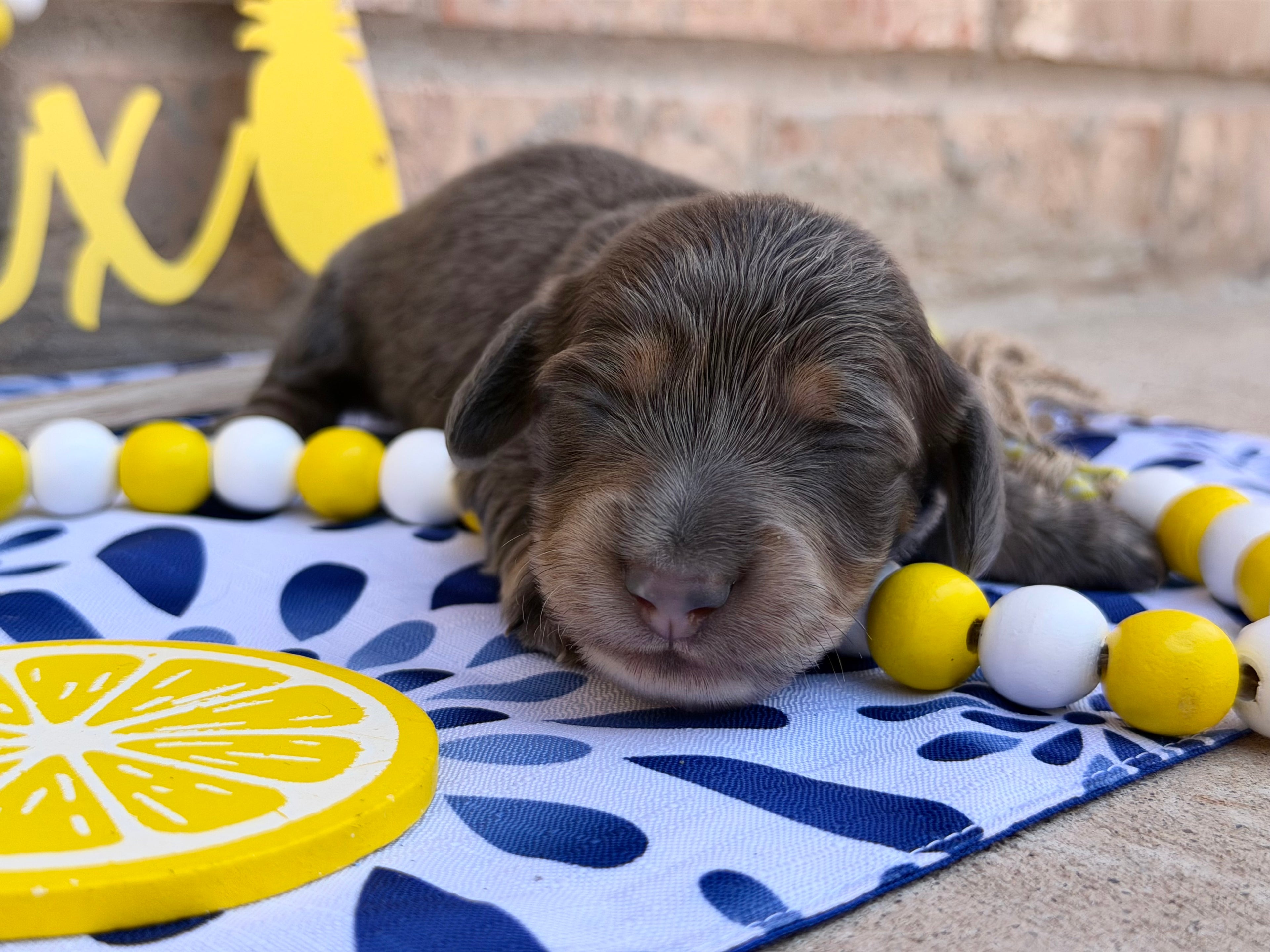 Blue & Tan Longhair Male