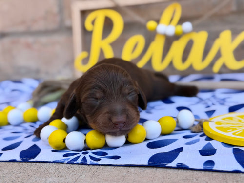 Chocolate & Tan Longhair Male